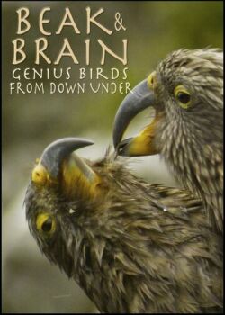 Клюв и мозг. Гениальные птицы
