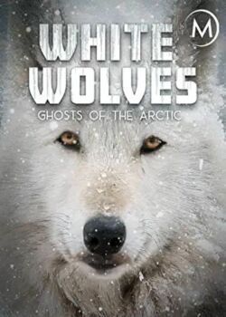 Белые волки: призраки Арктики