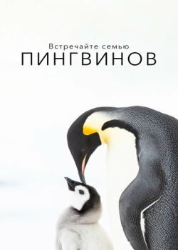 Встречайте семью пингвинов